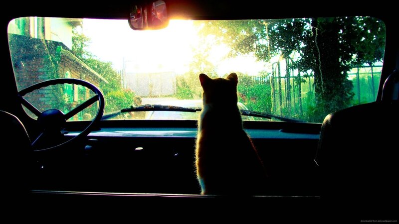 Cat in Car — Black