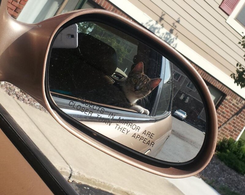 Cat in Car Mirror
