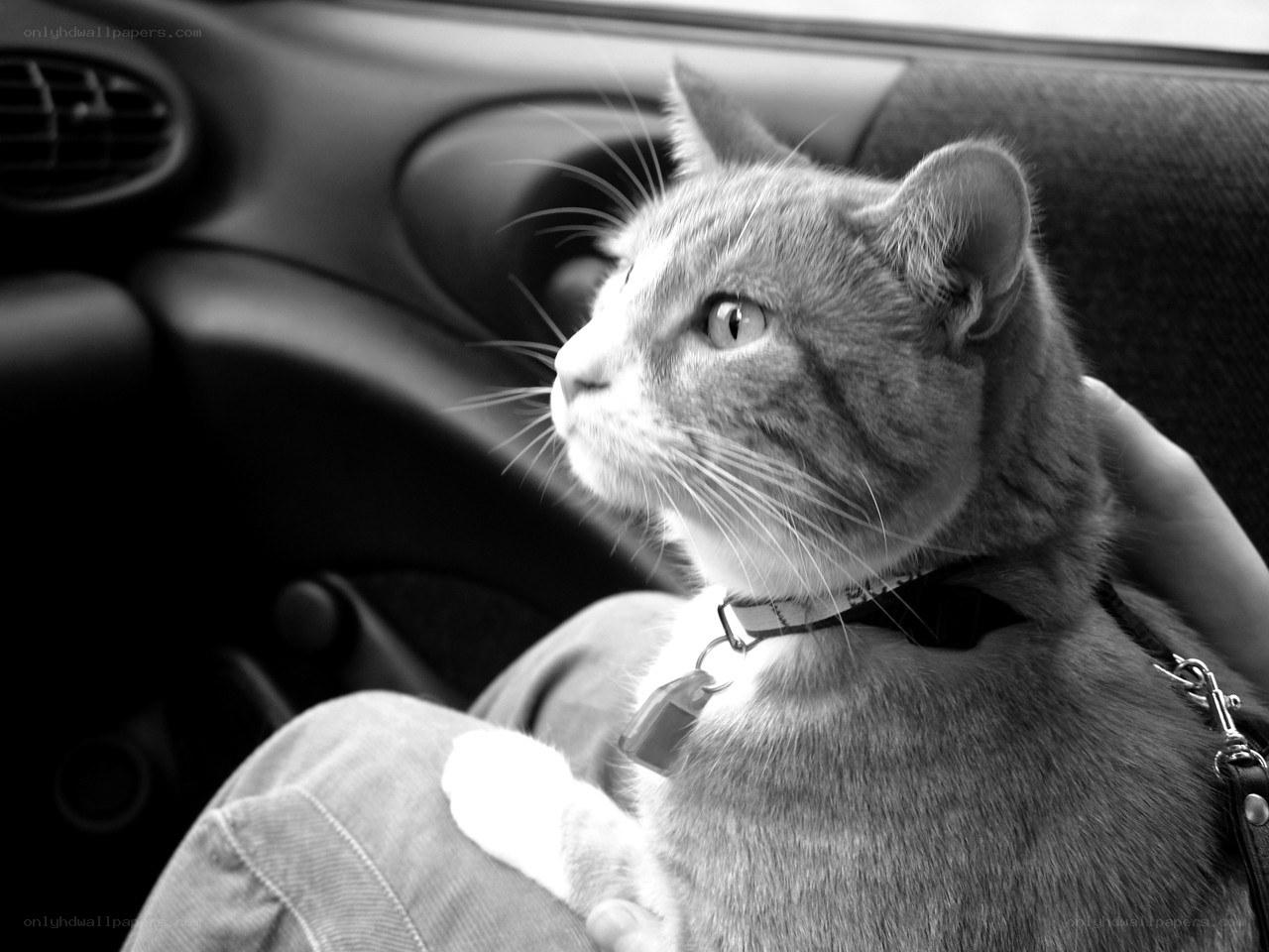 cat in car on lap