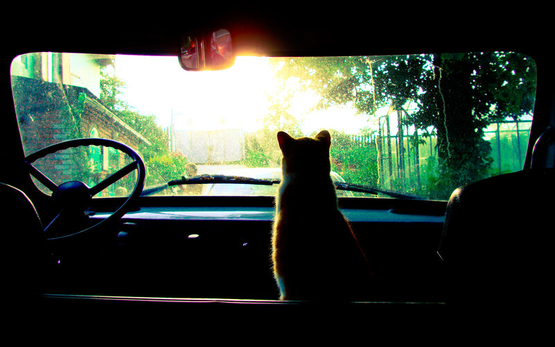 Cat in Car