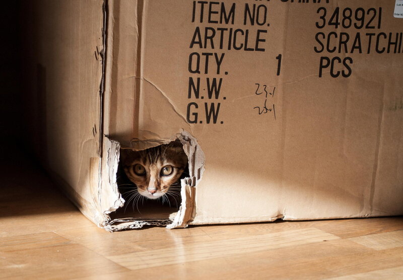 Cat in Cardboard Box — Brown