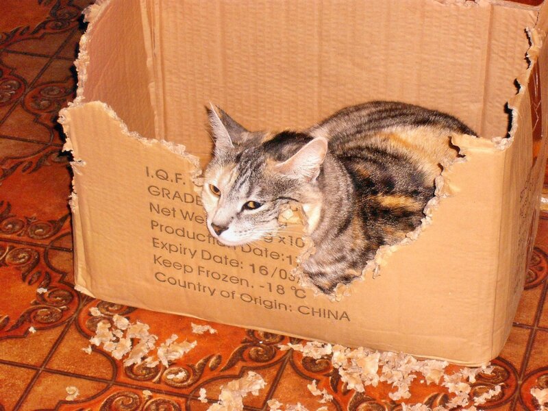 cat in cardboard box