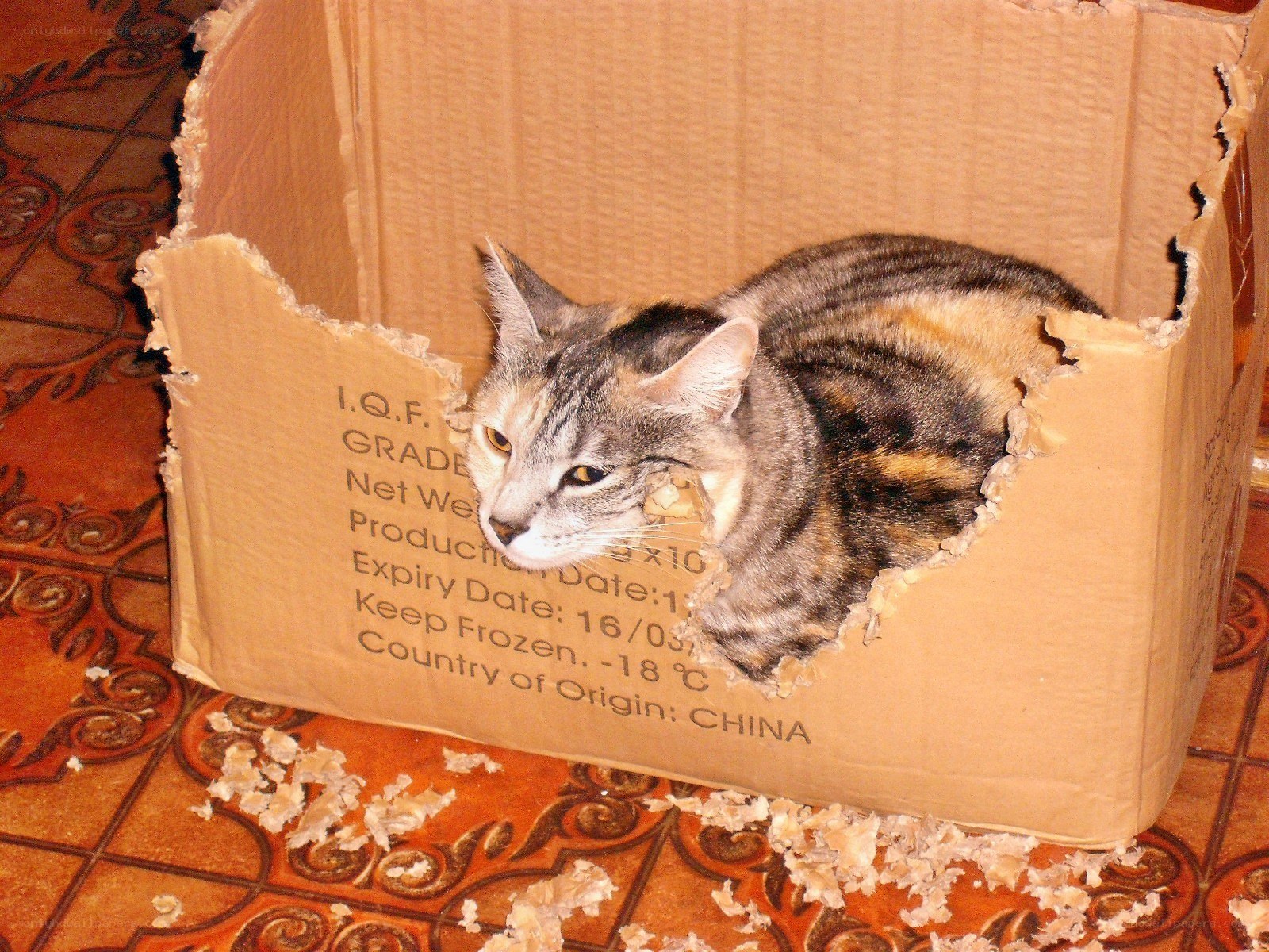 cat in cardboard box