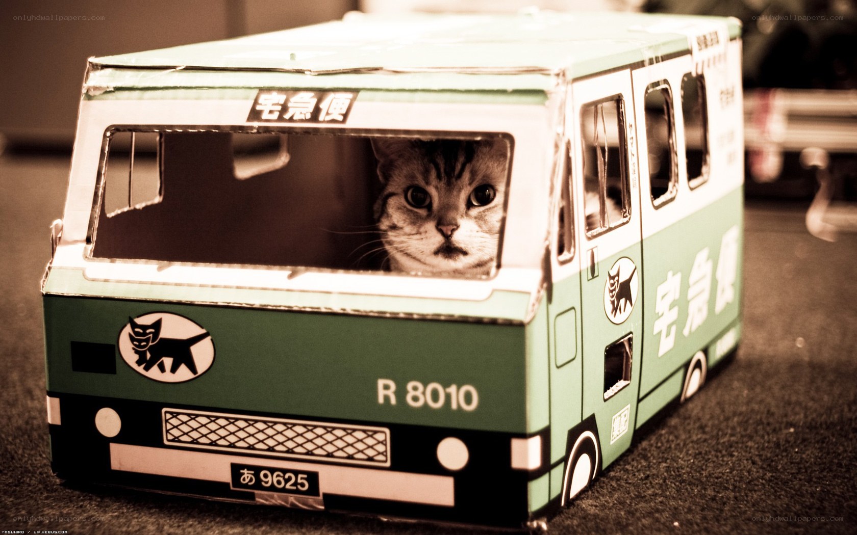 cat in cardboard bus