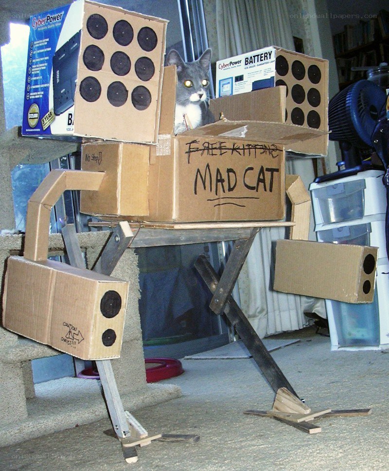cat in cardboard robot costume