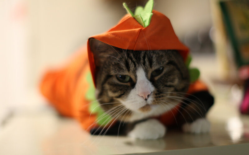 Cat in Carrot Costume — Orange