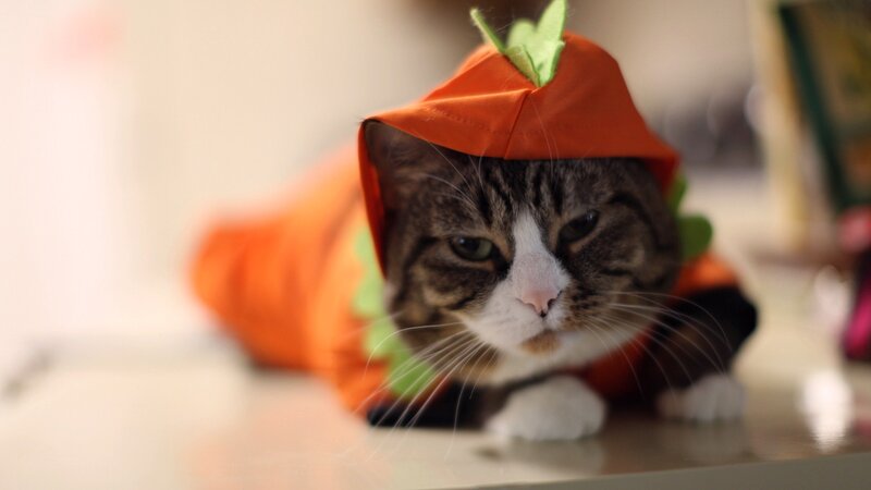Cat in Carrot Costume