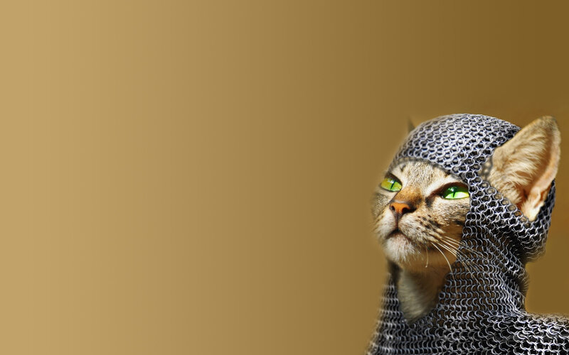 cat in chainmail armor