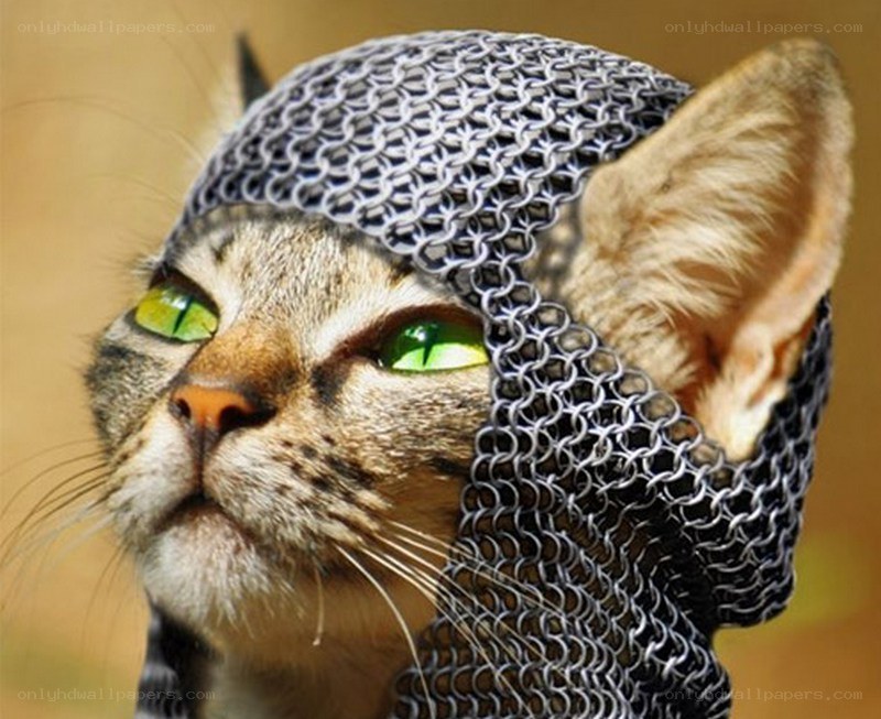 cat in chainmail helmet