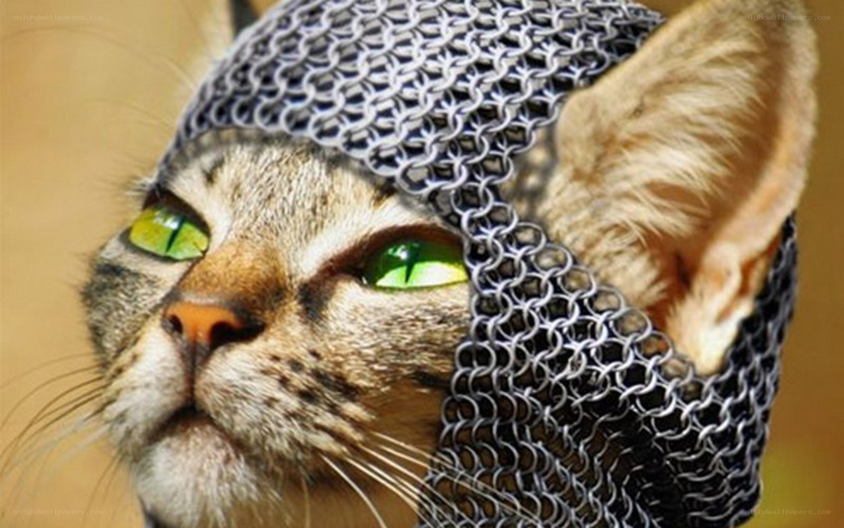 cat in chainmail helmet