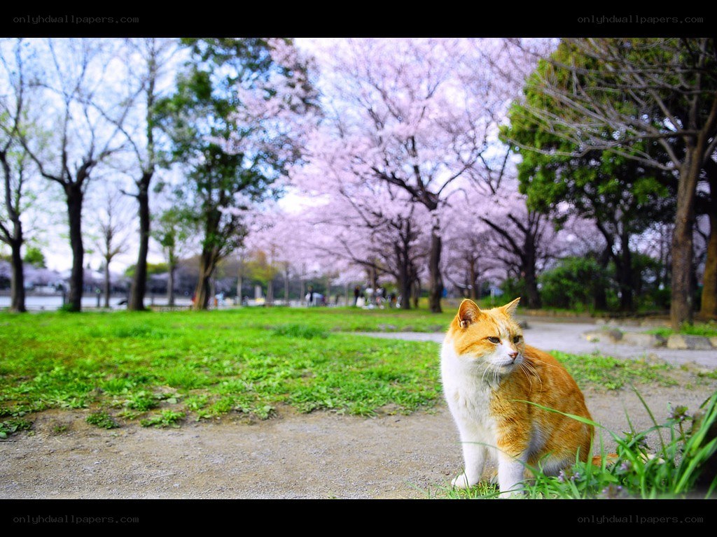 Cat in cherry blossom park