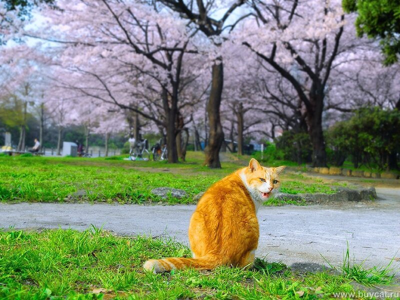 Cat in cherry blossom park