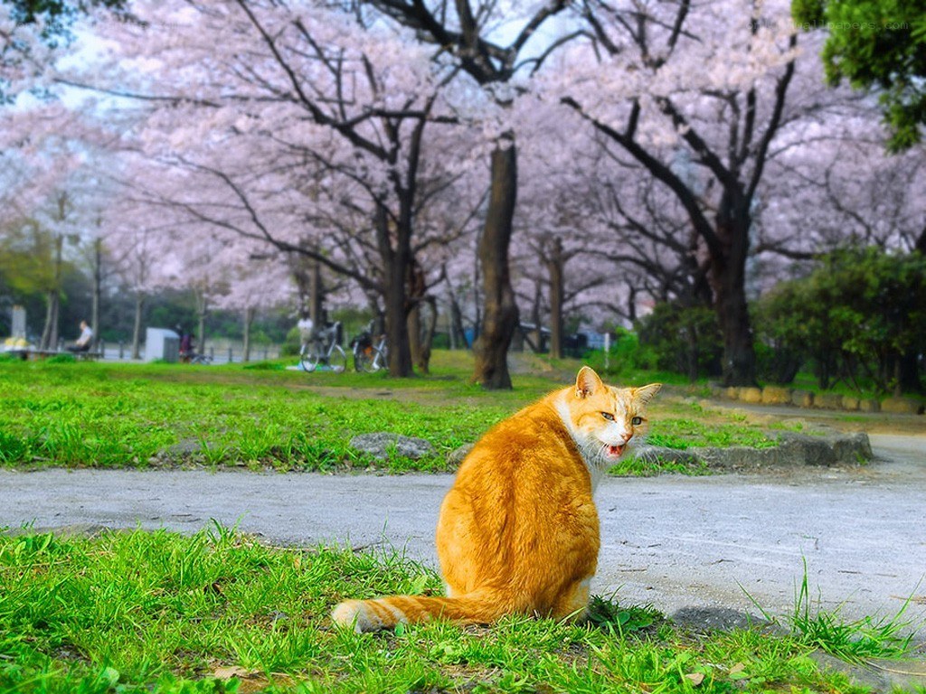 Cat in cherry blossom park