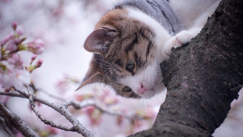 cat in cherry blossom tree