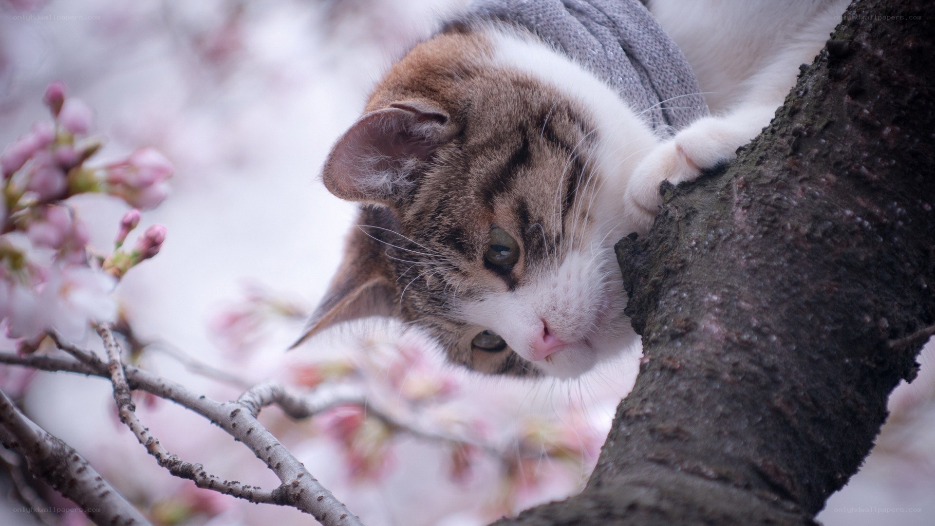 cat in cherry blossom tree