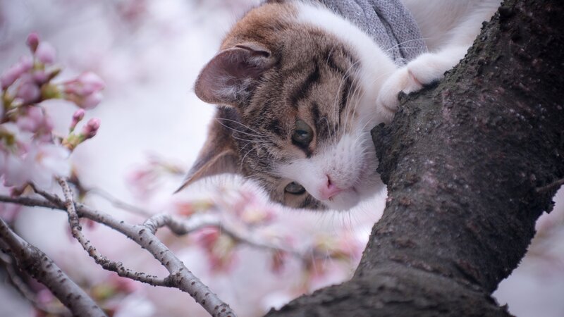 Cat in Cherry Blossom Tree — Brown
