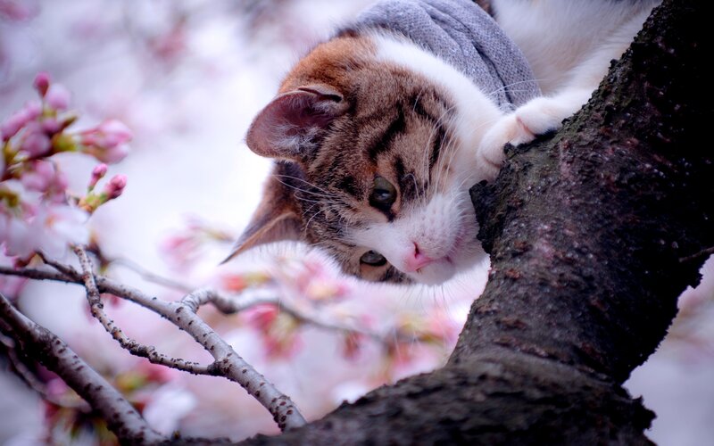 Cat in Cherry Blossom Tree — Pink