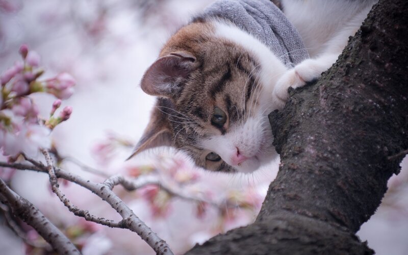 Cat in Cherry Blossom Tree — White, Calm