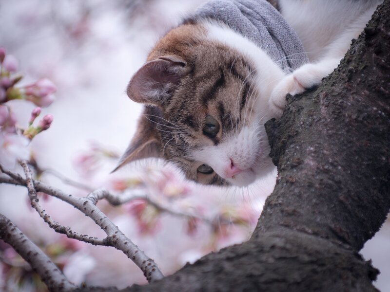 Cat in Cherry Blossom Tree — White