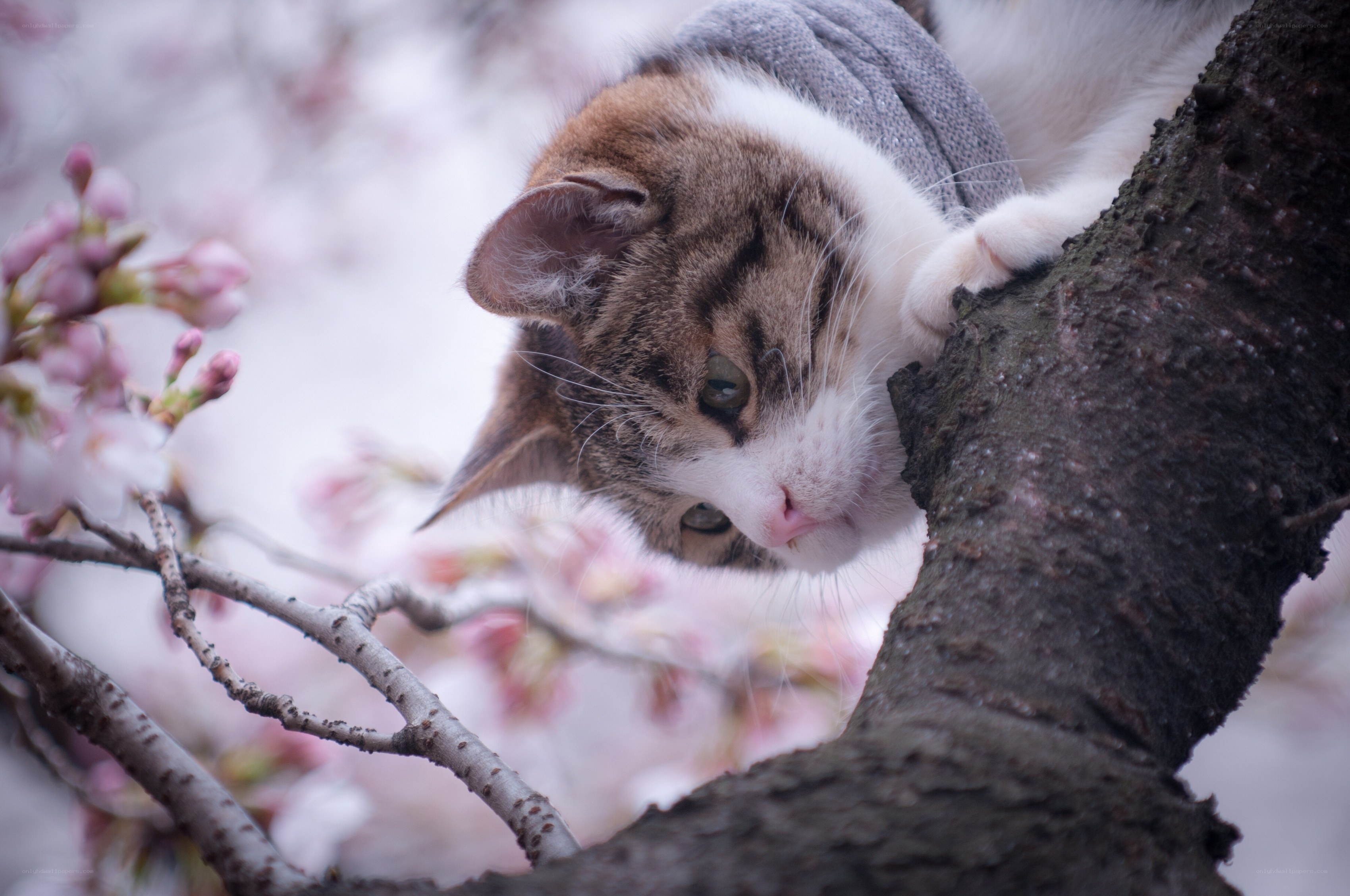 cat in cherry blossom tree