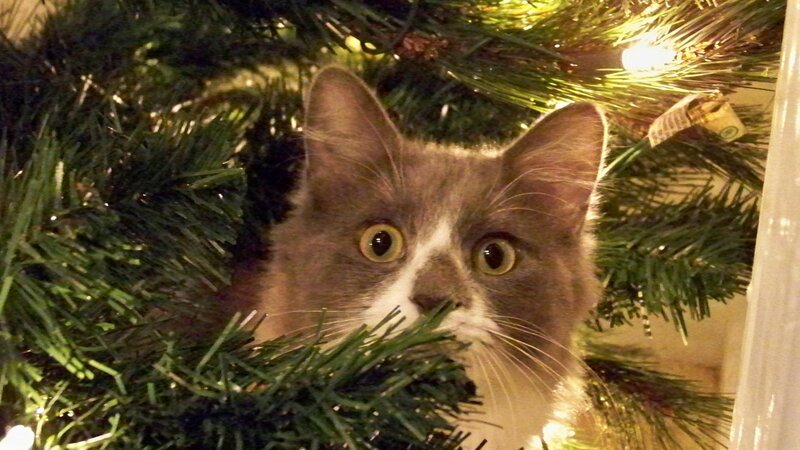 Cat in Christmas Tree — Green, Curious