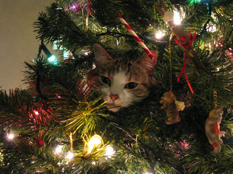 Cat in Christmas Tree — Green, Festive