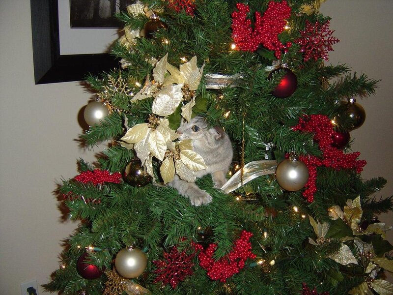 Cat in Christmas Tree — Green, Festive, Winter, Photograph, Ornaments