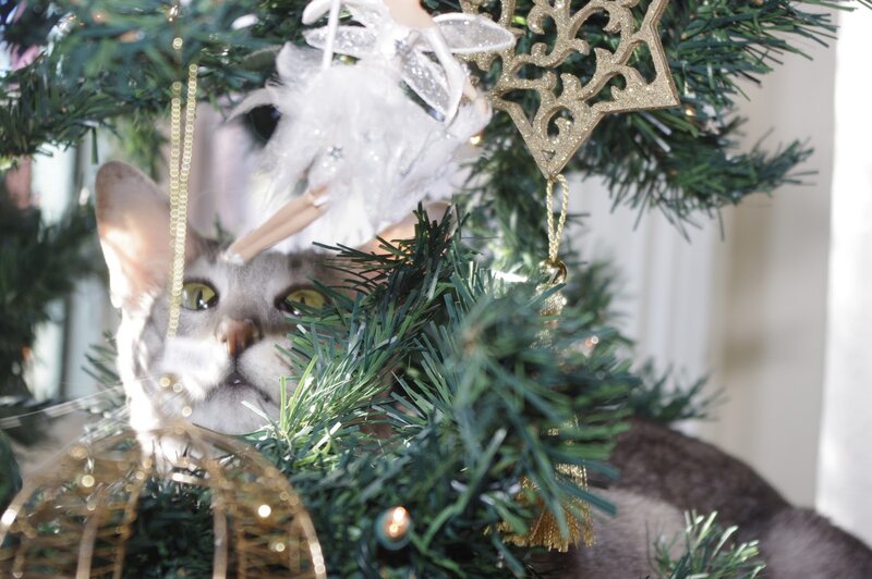 Cat in Christmas Tree — Green, Festive, Winter, Photograph