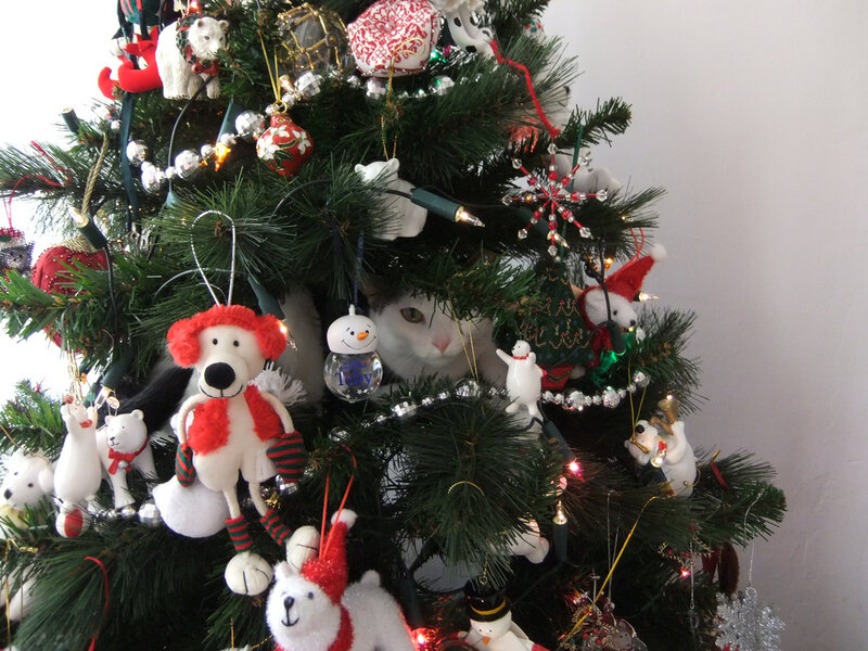 Cat in Christmas Tree — Green, Festive, Winter