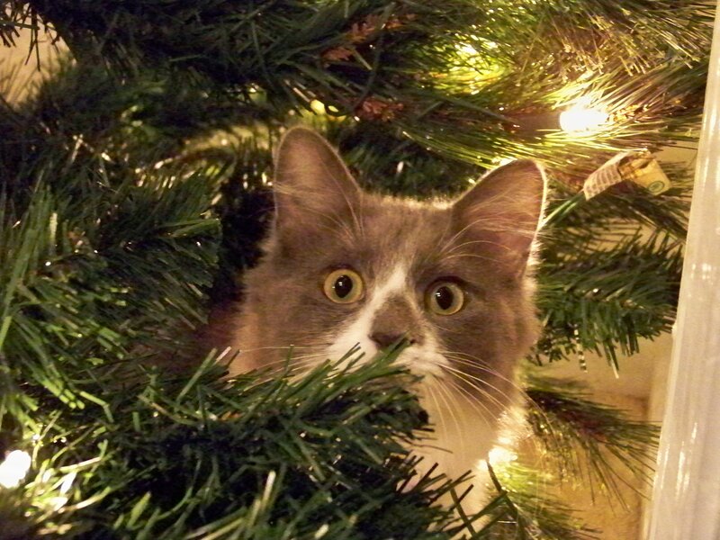 Cat in Christmas Tree — Green