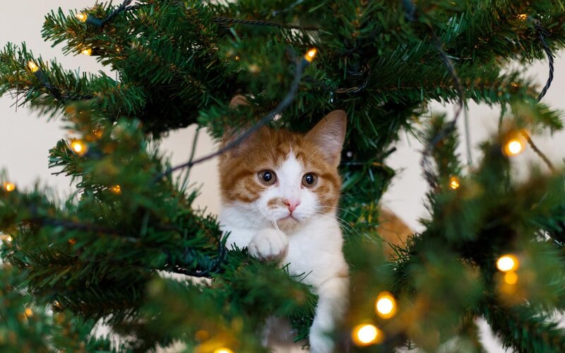 cat in christmas tree