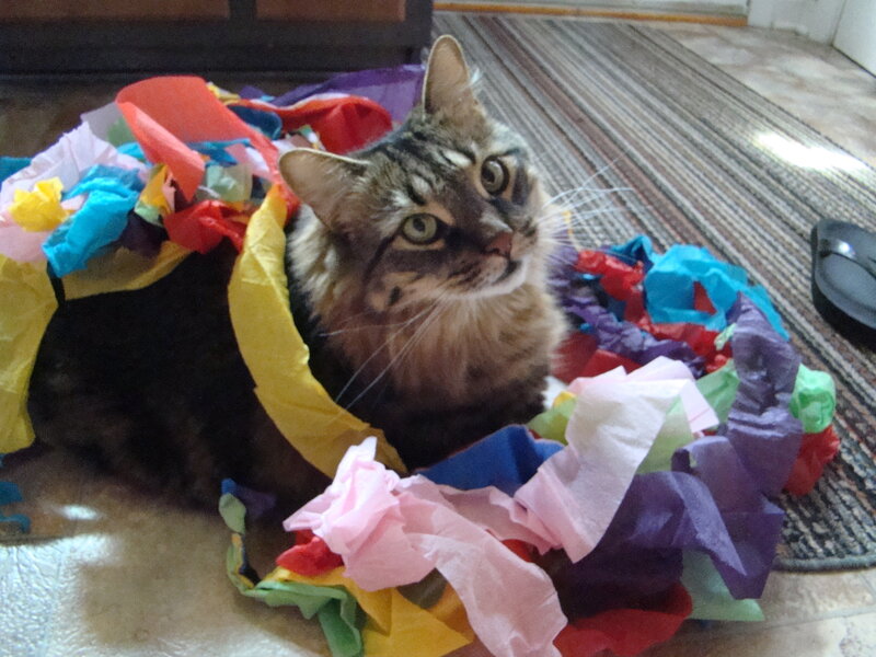 cat in colorful paper tunnel
