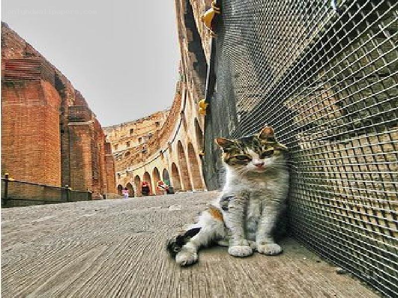 Cat in Colosseum