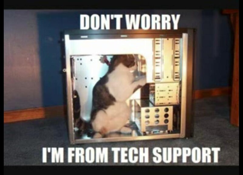 cat in computer case