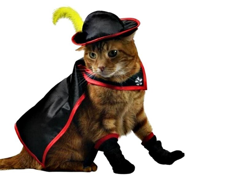 Cat in Costume — Brown