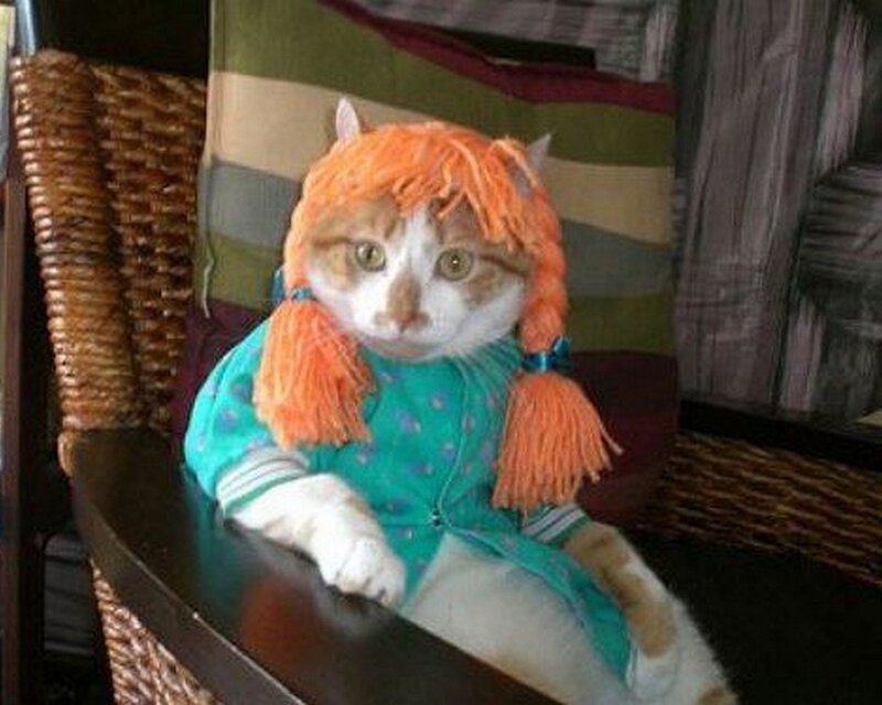 Cat in Costume