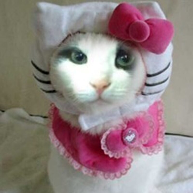 Cat in Costume — White