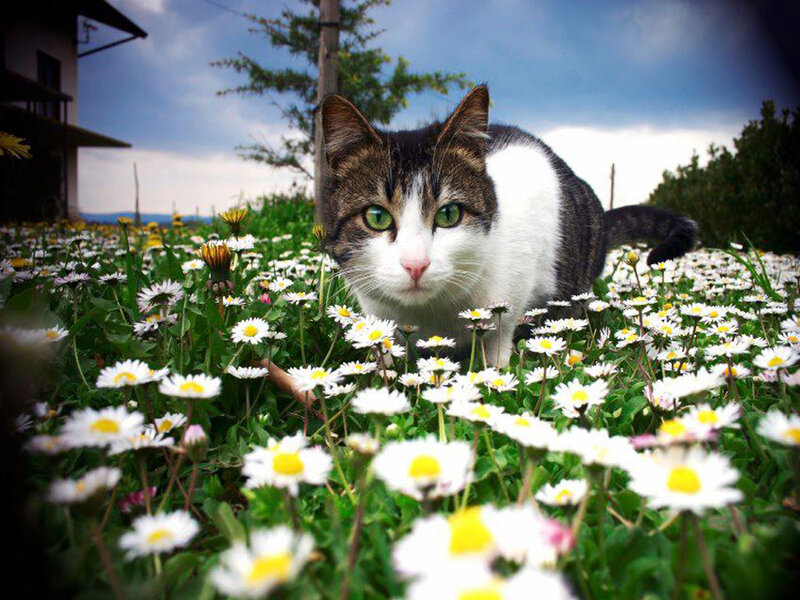 Cat in Daisy Field
