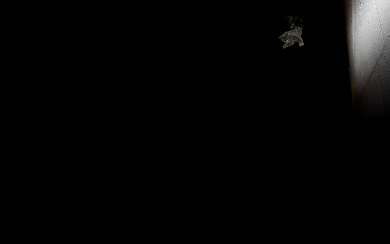 cat in dark alley