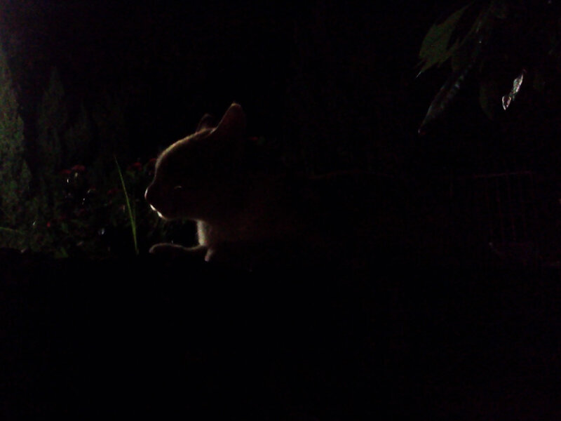 Cat in Dark Garden