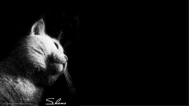 cat in dark light