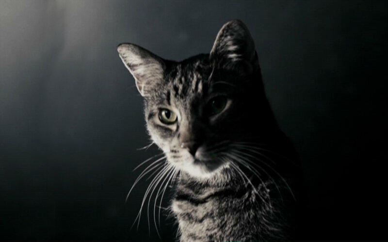 cat in dark lighting