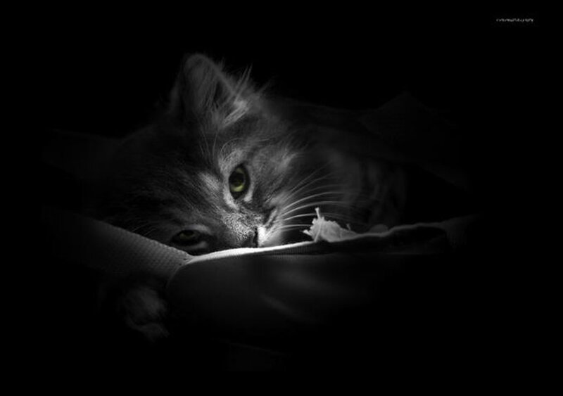 cat in dark room