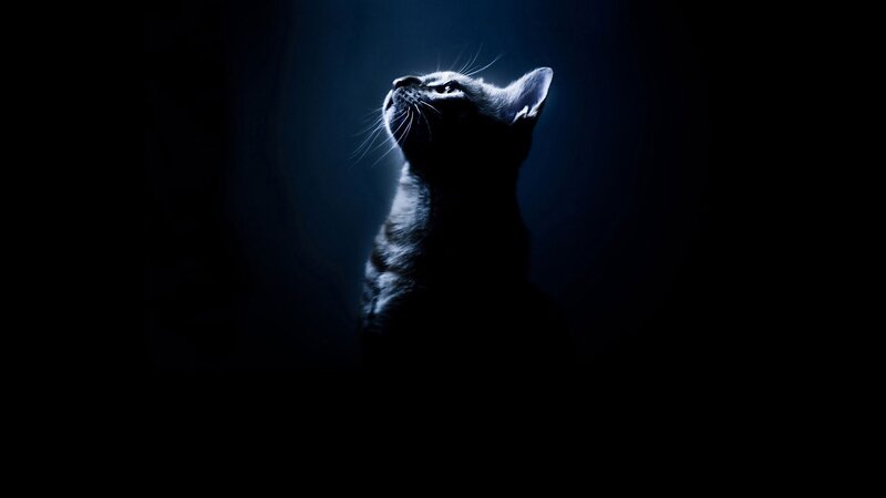 Cat in Dark Room — Black