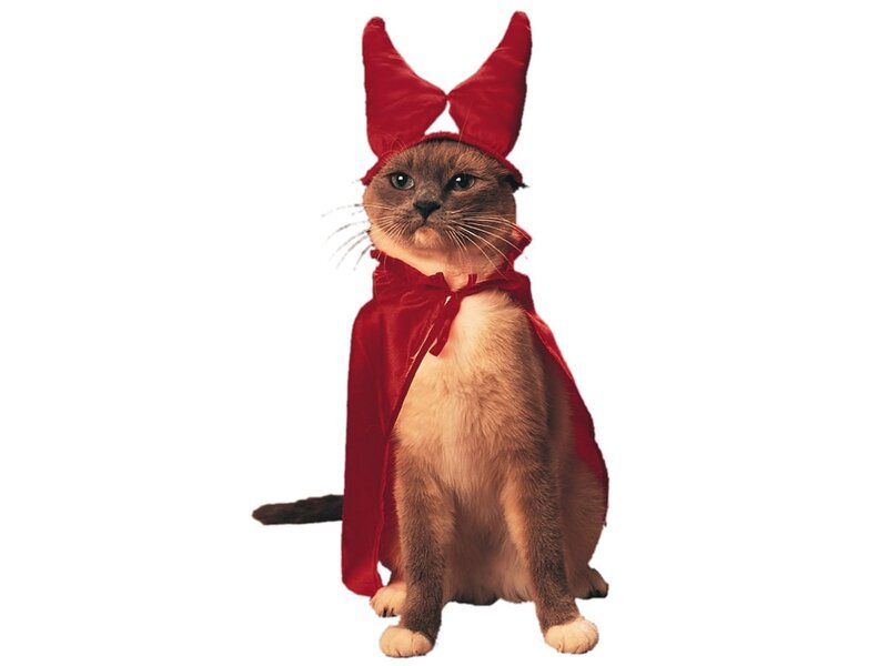cat in devil costume