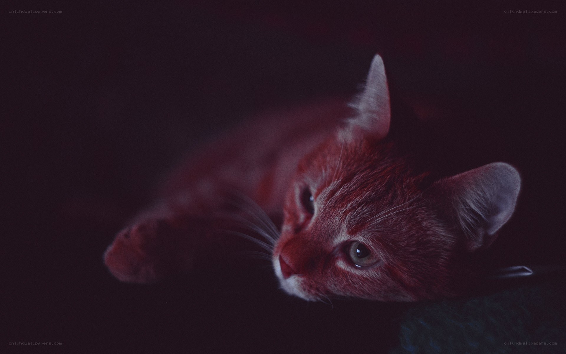cat in dim red light