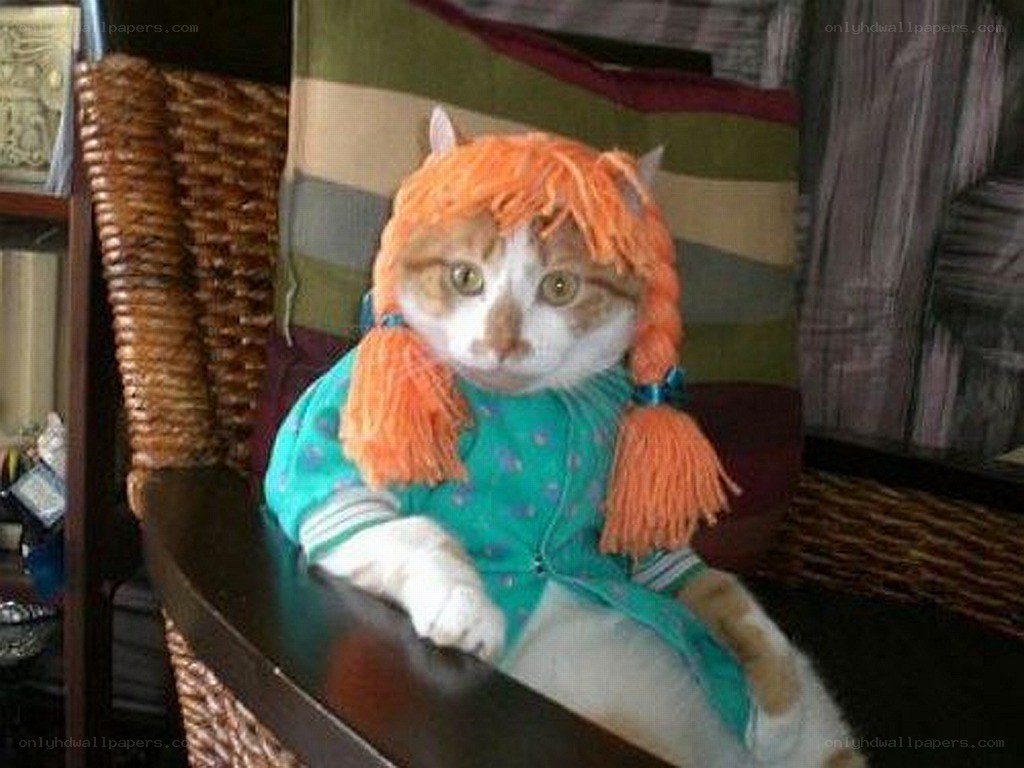 cat in doll costume