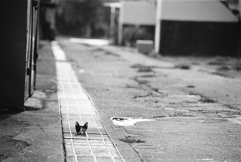 Cat in Drain Grate