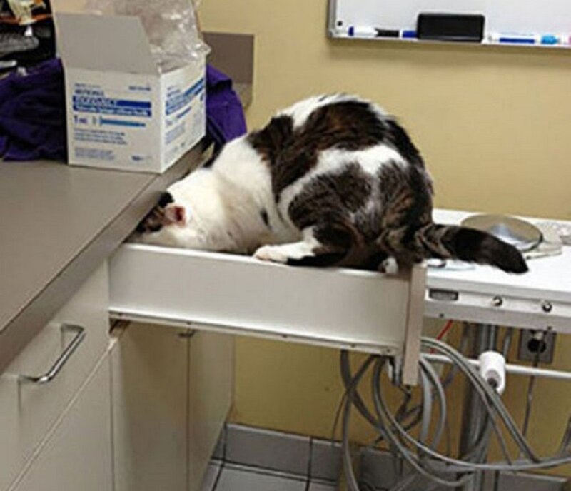 Cat in Drawer