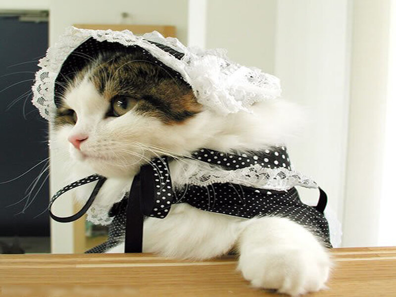 Cat in Dress